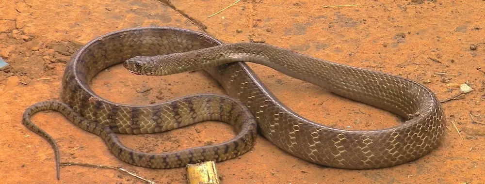 Snakes of Thailand -Cylindrophiidae (Pipe Snakes)