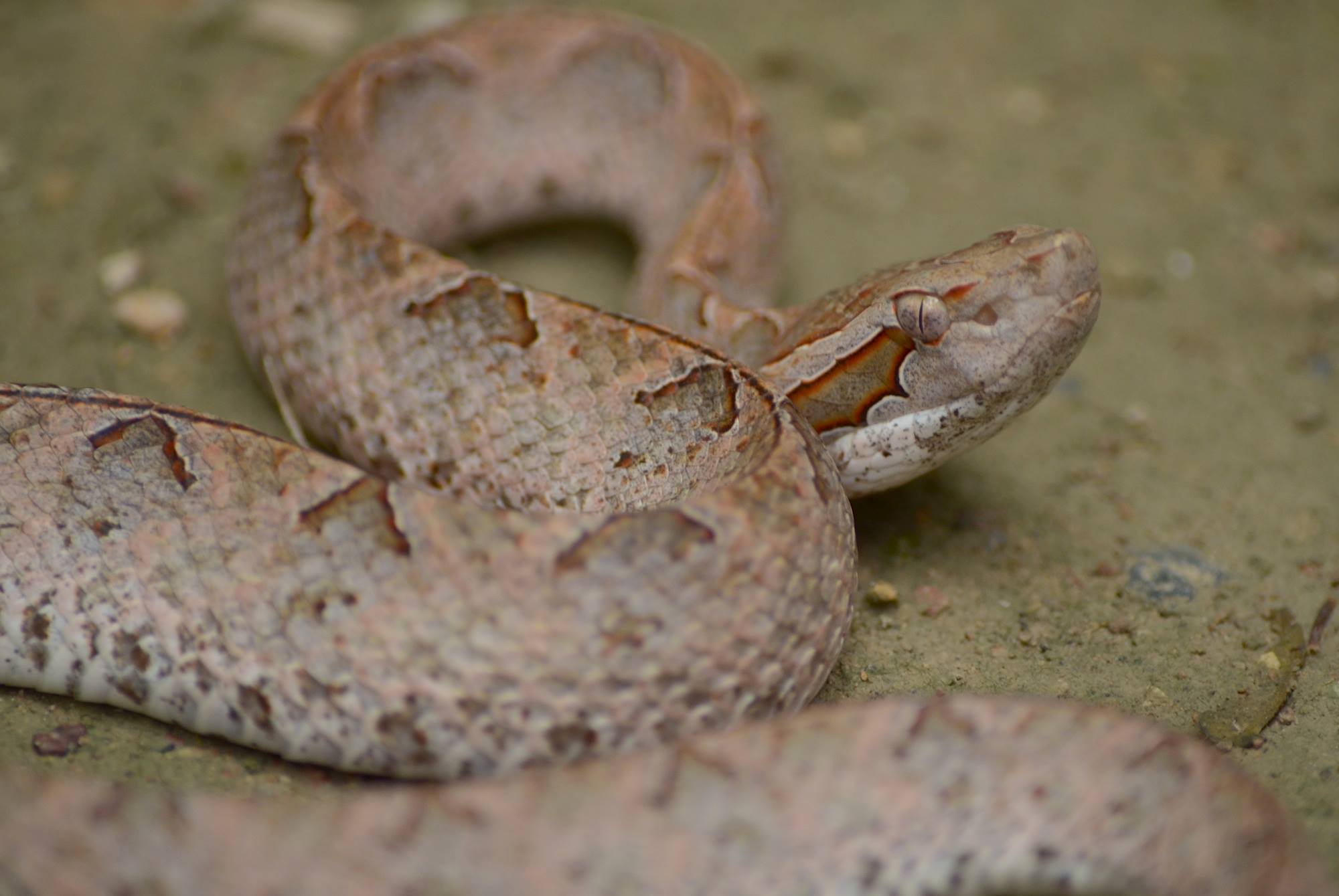 Remove Malayan Pit Vipers From Home Or Yard 