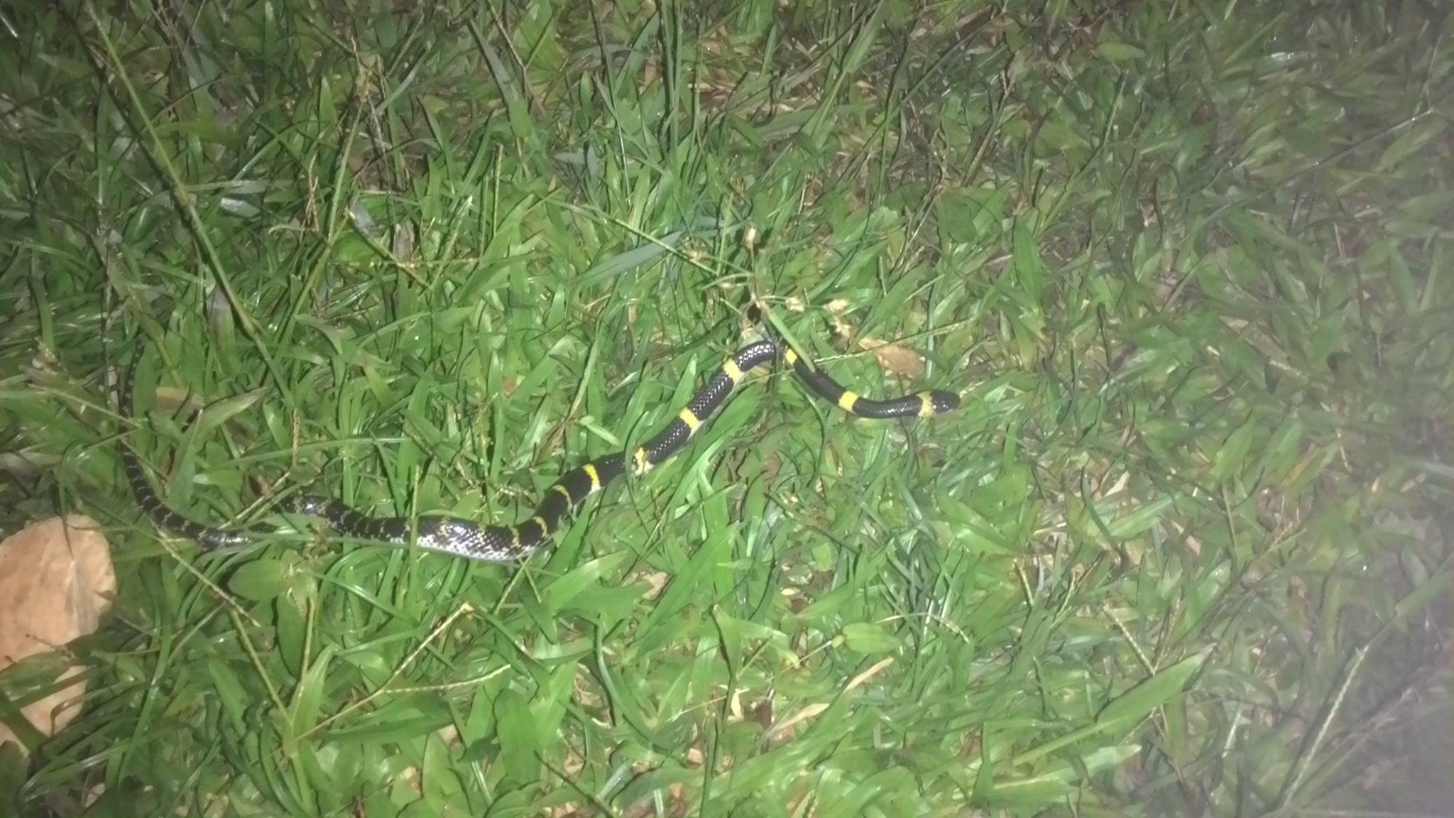 A small Laotian wolf snake with black, yellow, and white bands running the length of the body from the neck.