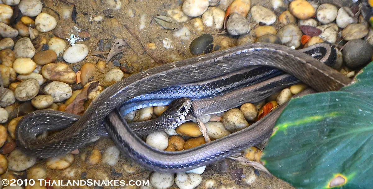 A big oriental rat snake (Ptyas mucosus) eats a radiated rat snake (Coelognathus radiata).
