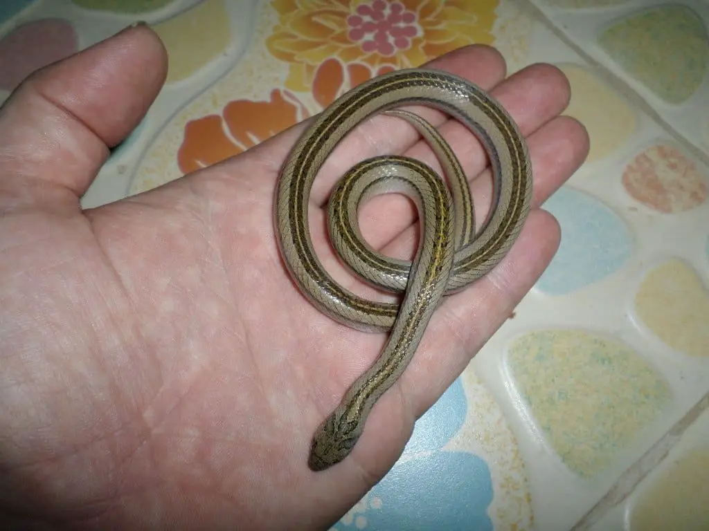 Oligodon taeniatus - Striped Kukri Snake | ThailandSnakes