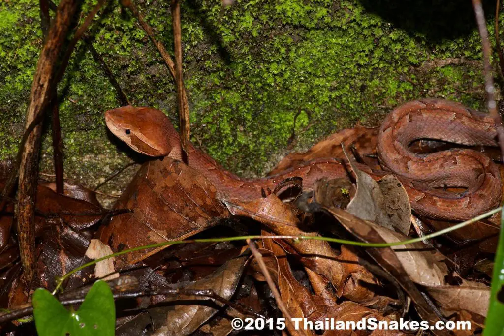 Malayan Pit Viper In Situ - Krabi, Thailand