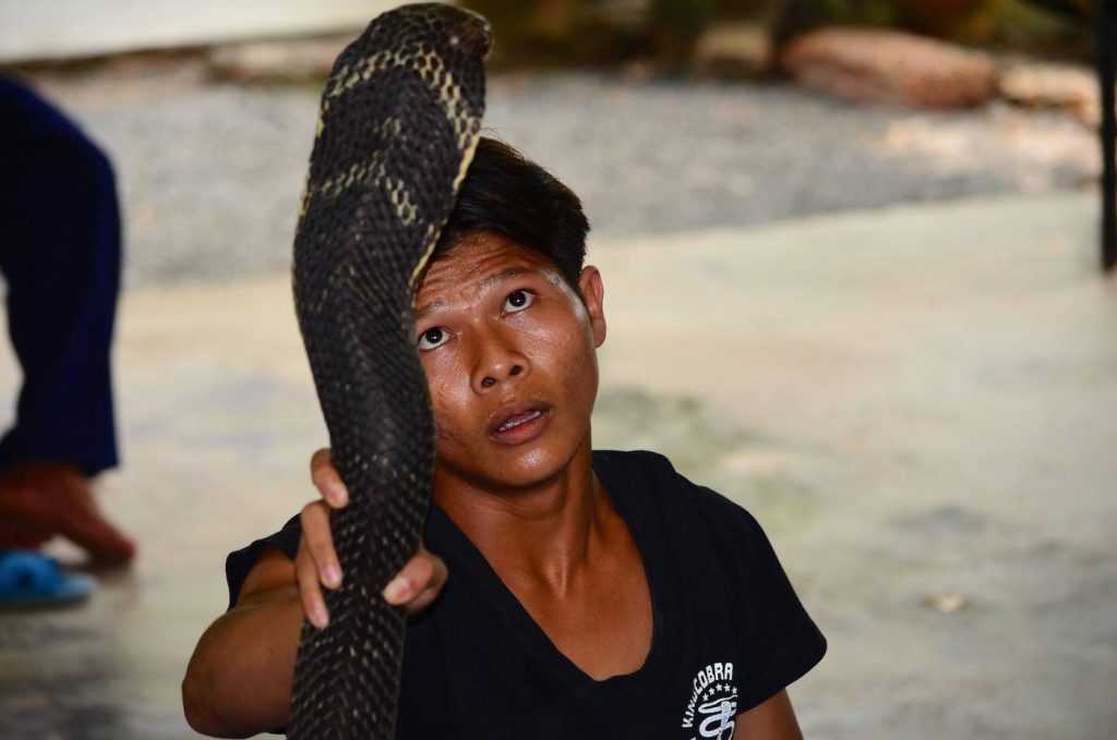 Ole from Burma handles a large king cobra in a show in Thailand.