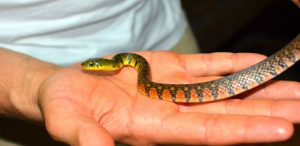 Triangle Keelback - amazing colors, and frequently found in Krabi Thailand during internships.