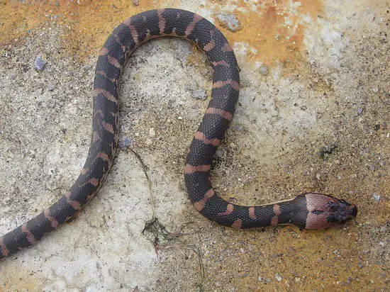 Puff faced water snakes have light bands on a darker body.