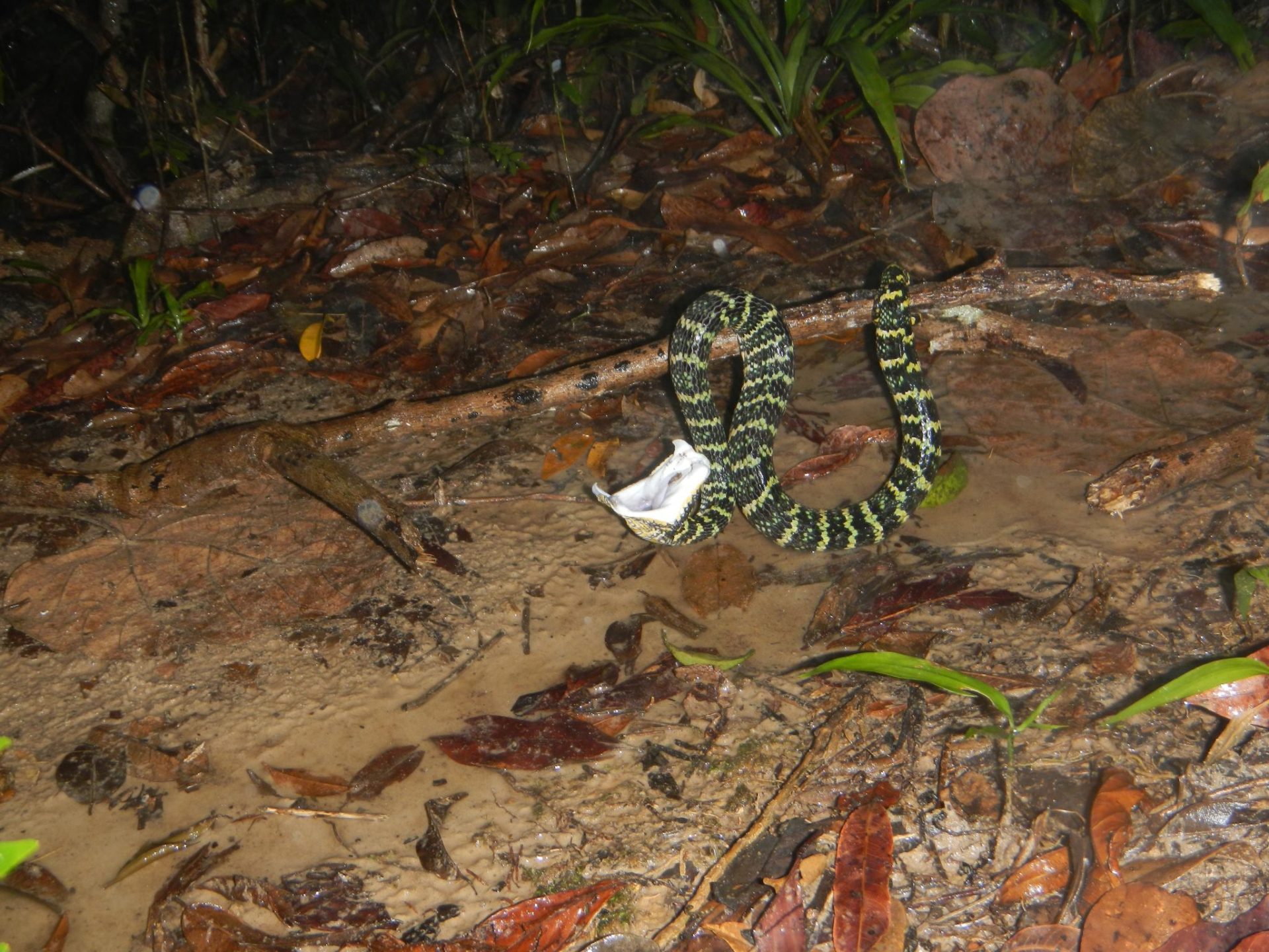 Thailand Snakes Gallery #3 | Thailand Snakes