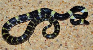 A small yellow and black snake, the  Laotian Wolf Snake, harmless and common in Southeast Asia.