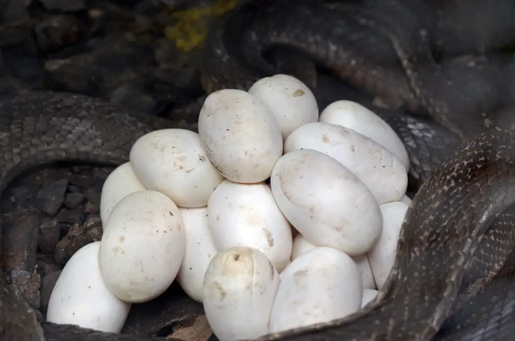 Monocled cobra eggs from Southern Thailand (Naja kaouthia)