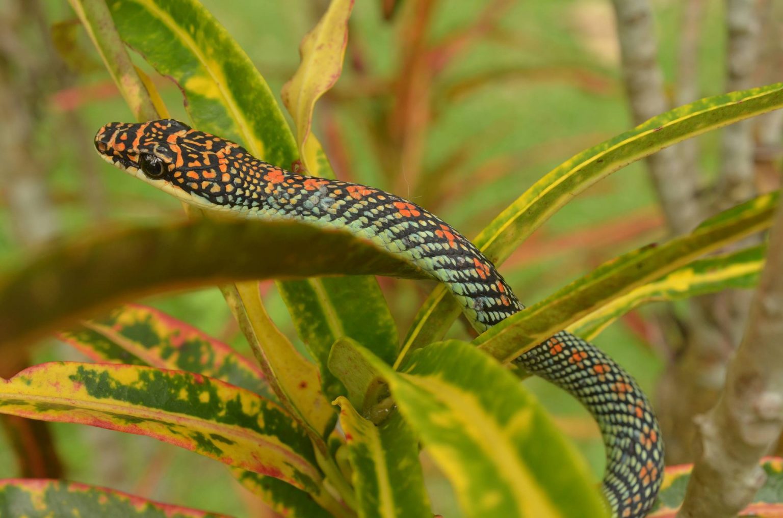 Paradise Tree Snake (Chrysopelea paradisi) PHOTOS and VIDEO