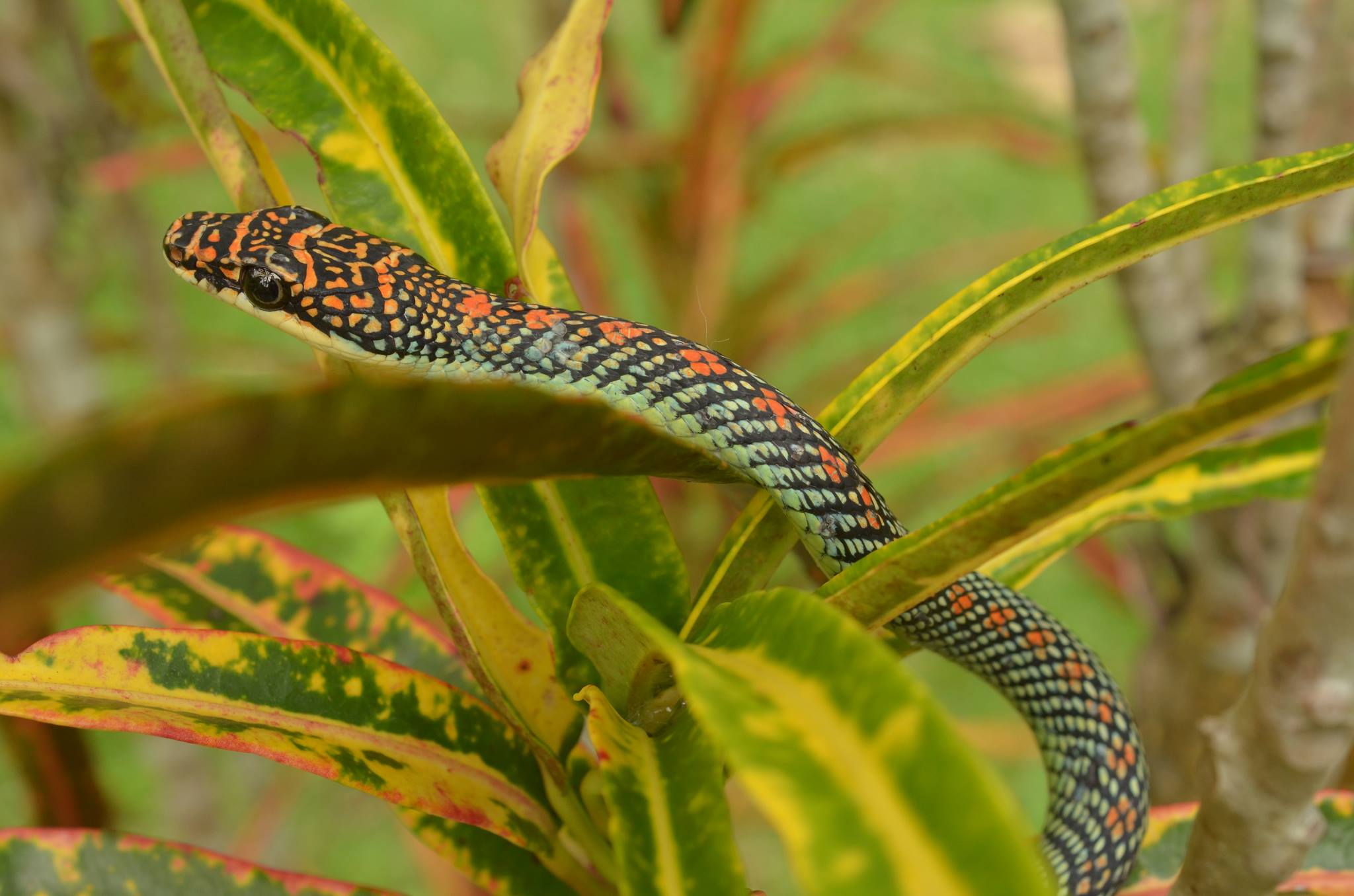 Paradise tree snake in bush in Thailand. ©Vern Lovic.