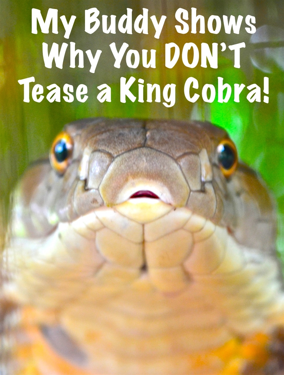 King cobra surprise attack.