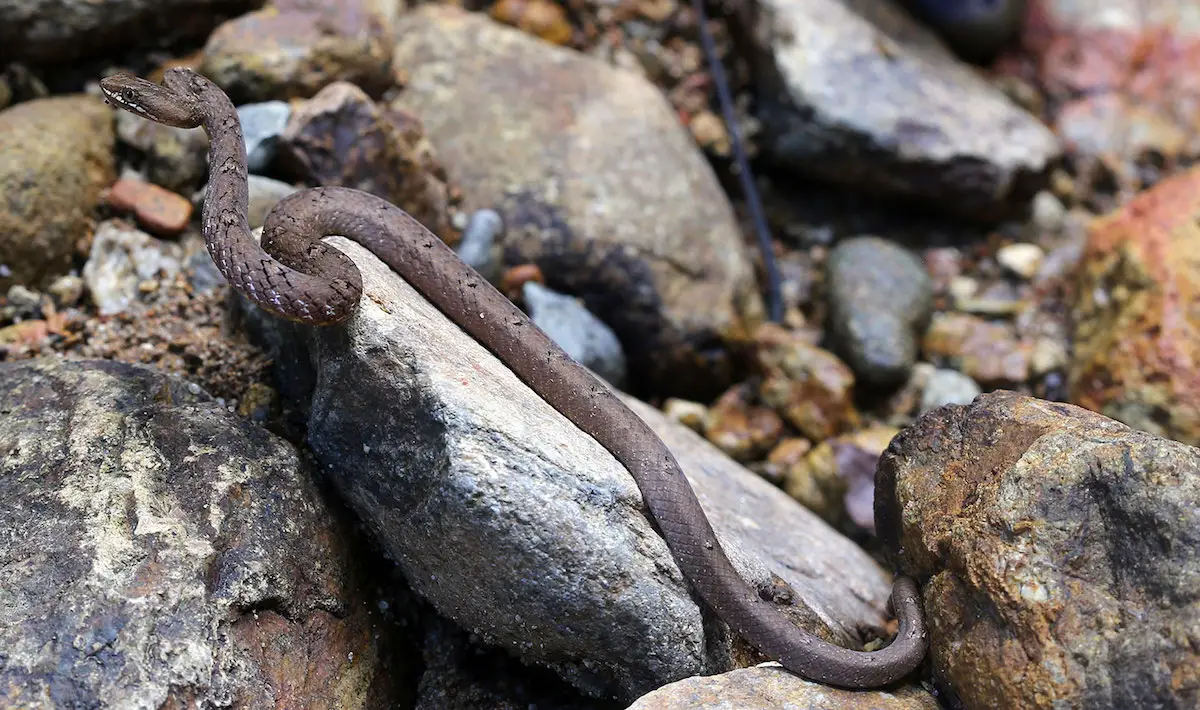 Mock viper snake from Koh Chang Island, Thailand. Psammodynastes pulverulentus.