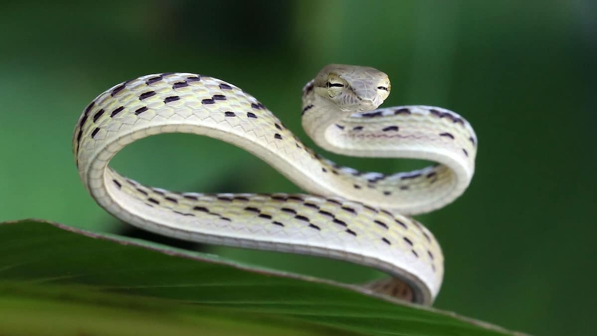 Yellow Phase Oriental Whip Snake (Ahaetulla prasina) - Koh Chang Island, Thailand