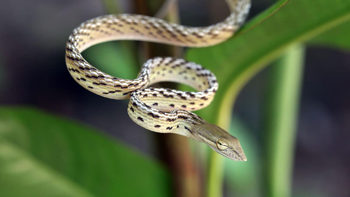 Yellow Phase Oriental Whip Snake (Ahaetulla prasina) - defensive posture. Koh Chang Island, Thailand.