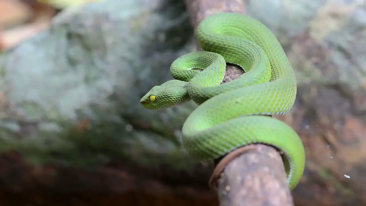Green pit viper from Koh Chang Island, Thailand.