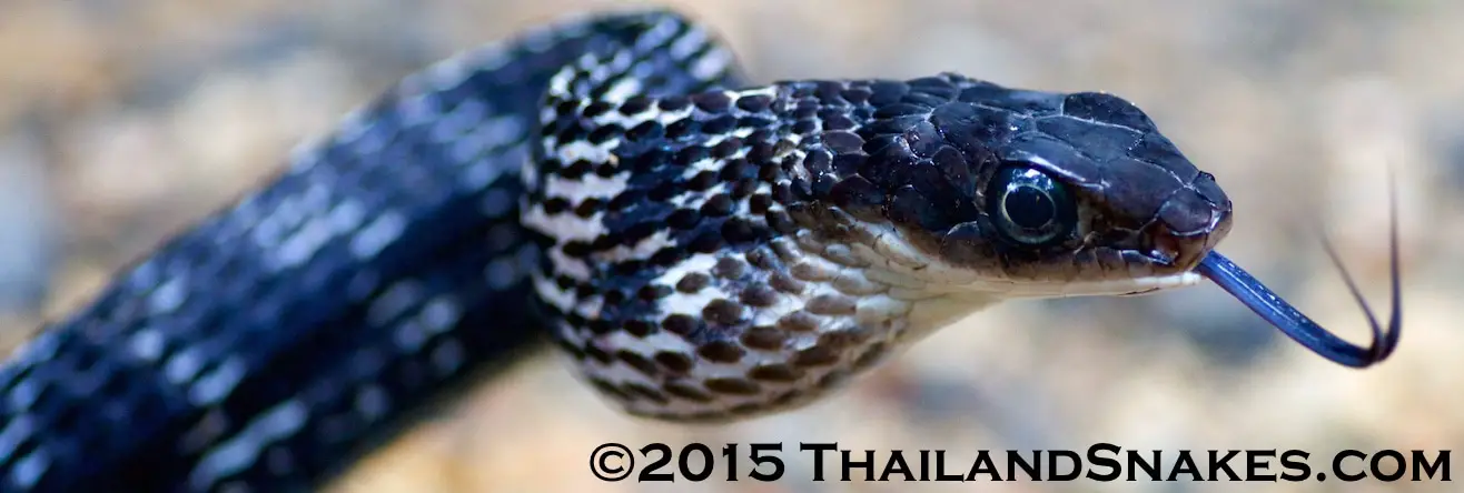 Black Thailand Snake, Ptyas carinata - Keeled Rat Snake.