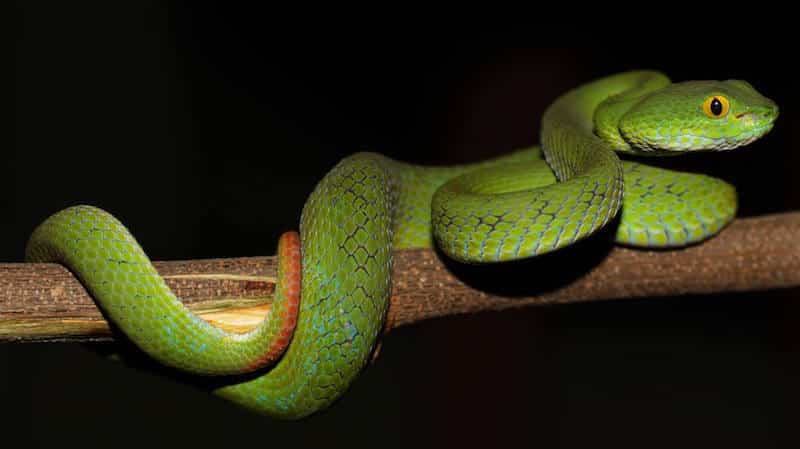 Big-eyed or Large-eyed Pit Viper photo by David Frohlich. All rights reserved.