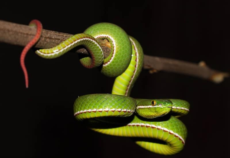 Male white-lipped pit viper from Thailand by David Frohlich.