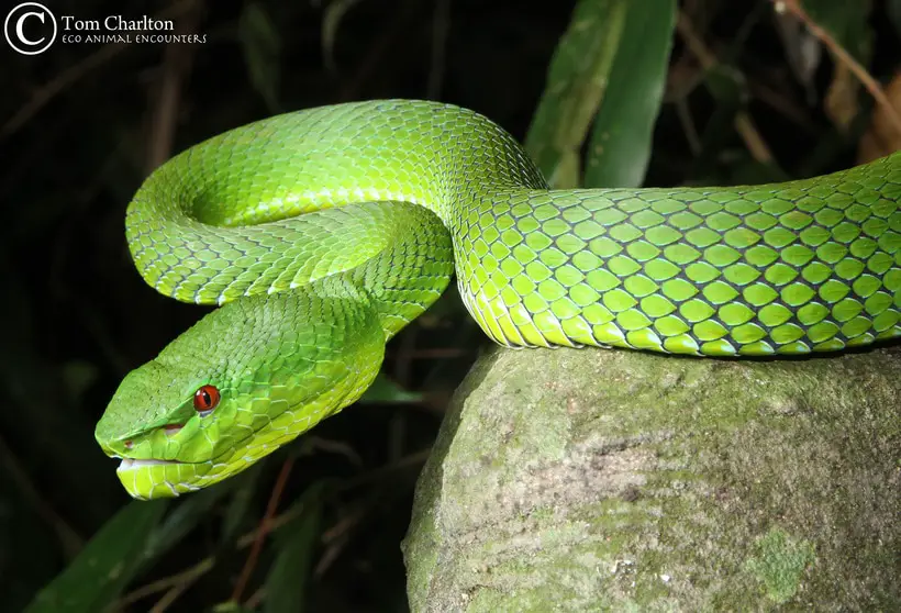 Female Pope's pit viper from Thailand.