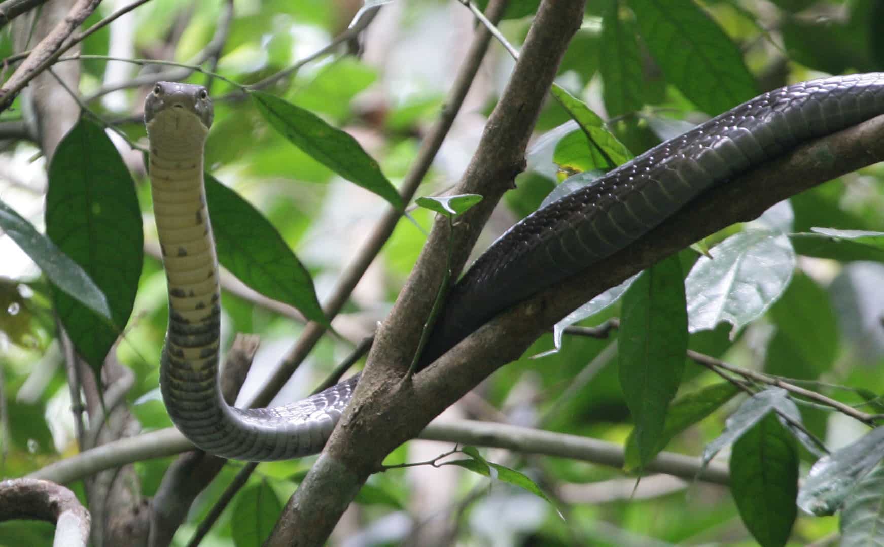 King cobra in a tree. "Kaeng Krachan NP in December 2011, both during the daytime. I think the big one in a tree might be a king cobra but not sure. It was 3.5m long and about as thick as my arm." ©2012 Richard Baines.