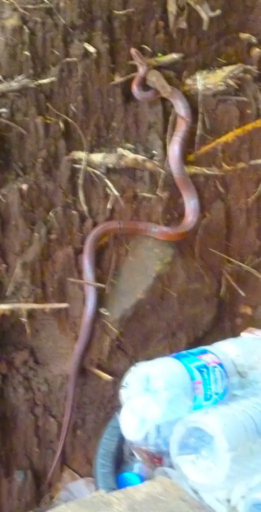 Oreocryptophis porphyracea porphyracea snake found in Chiang Mai province, Thailand.