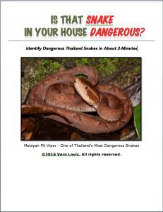 Is That Snake In Your House Dangerous? Identify Dangerous Thailand Snakes in 2-Minutes
