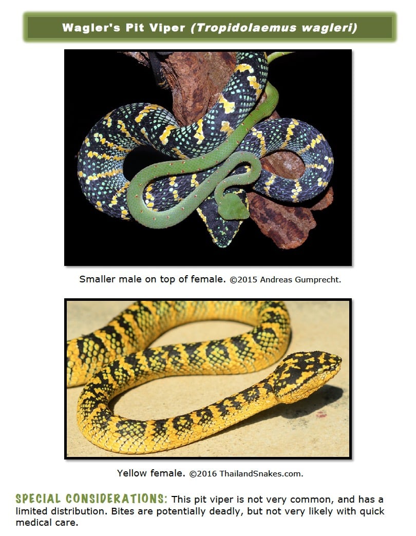 The Wagler's Pit Viper is a snake with dramatically different gender appearances, and a high variability in the colors. Here you can get an idea just how varied they are!