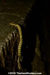 Brown-spotted Pit Viper (Beautiful Pit Viper - T. venustus) waiting in ambush for prey (frogs).