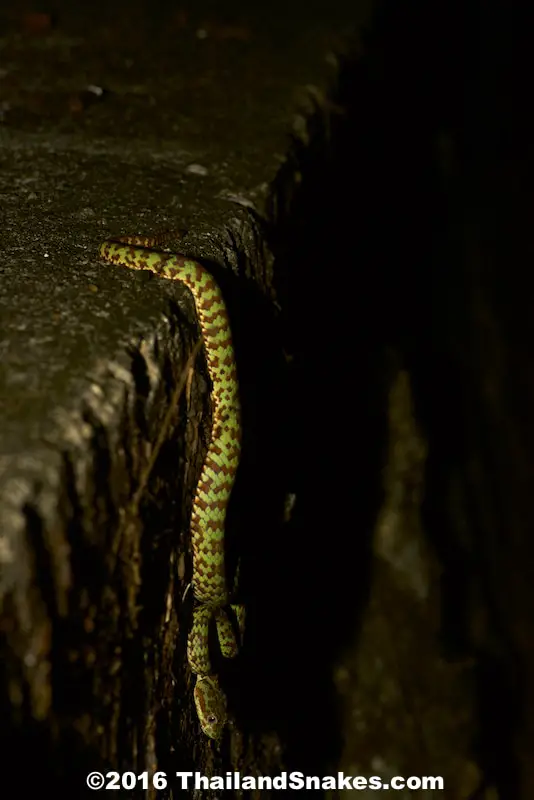 Brown-spotted Pit Viper hanging out for a meal in Southern Thailand's herping paradise.