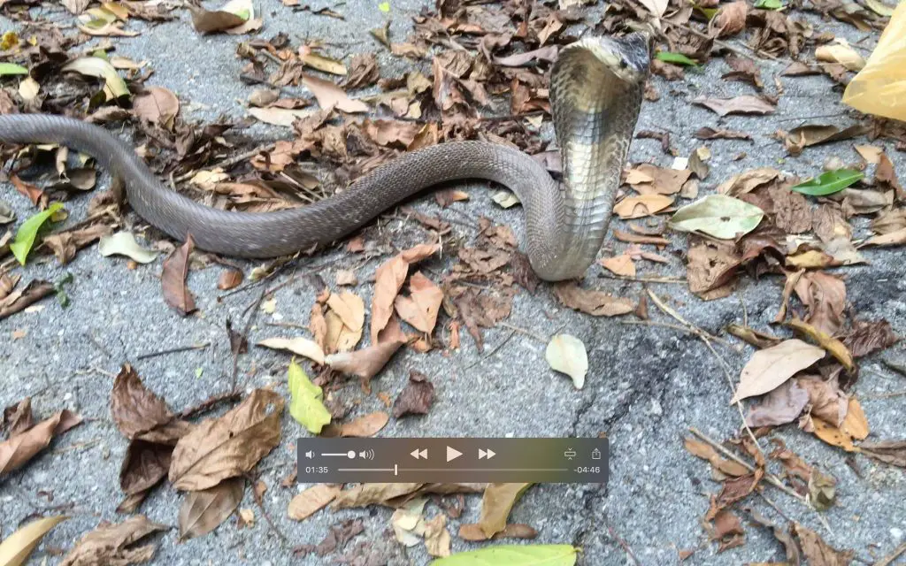 Monocled Cobra - Naja kaouthia release in Southern Thailand.