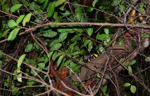 Mangrove Cat Snake on tree trunk