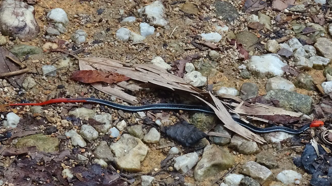 Blue Malaysian Coral Snake or Blue Long-glanded Coral Snake. Calliophis bivirgata. Deadly elapid snake from Southern Thailand.