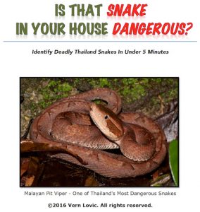 Cover: Is That Snake In Your House Dangerous? Identify Deadly Thailand Snakes In Under 5 Minutes