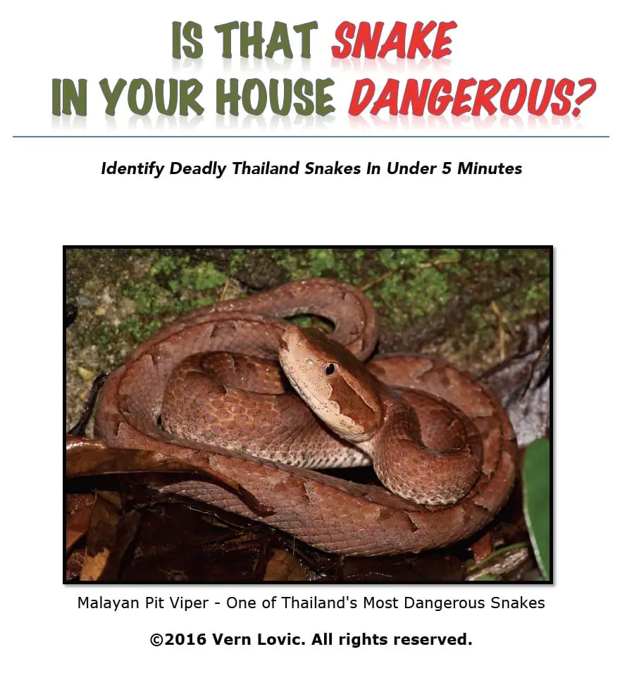 Ebook - Is That Snake In Your House Dangerous? Identify Deadly Thailand Snakes in Under 5 Minutes