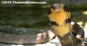 An adult king cobra showing classic threat response, hooding and preparing to strike as it senses danger.