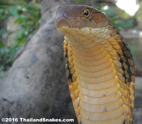 Large adult king cobra showing hood and round pupils