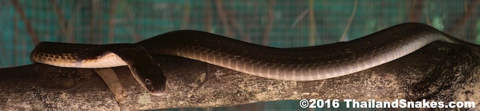 An adult king cobra (Ophiophagus hannah) in southern Thailand, resting on a branch.
