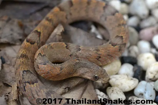 Purple Kukri Snake - Harmless and common in Thailand.