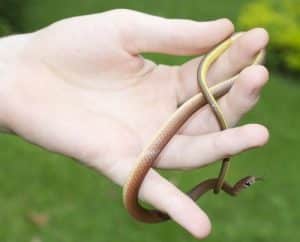 Herper with snake found in Thailand rainforest.