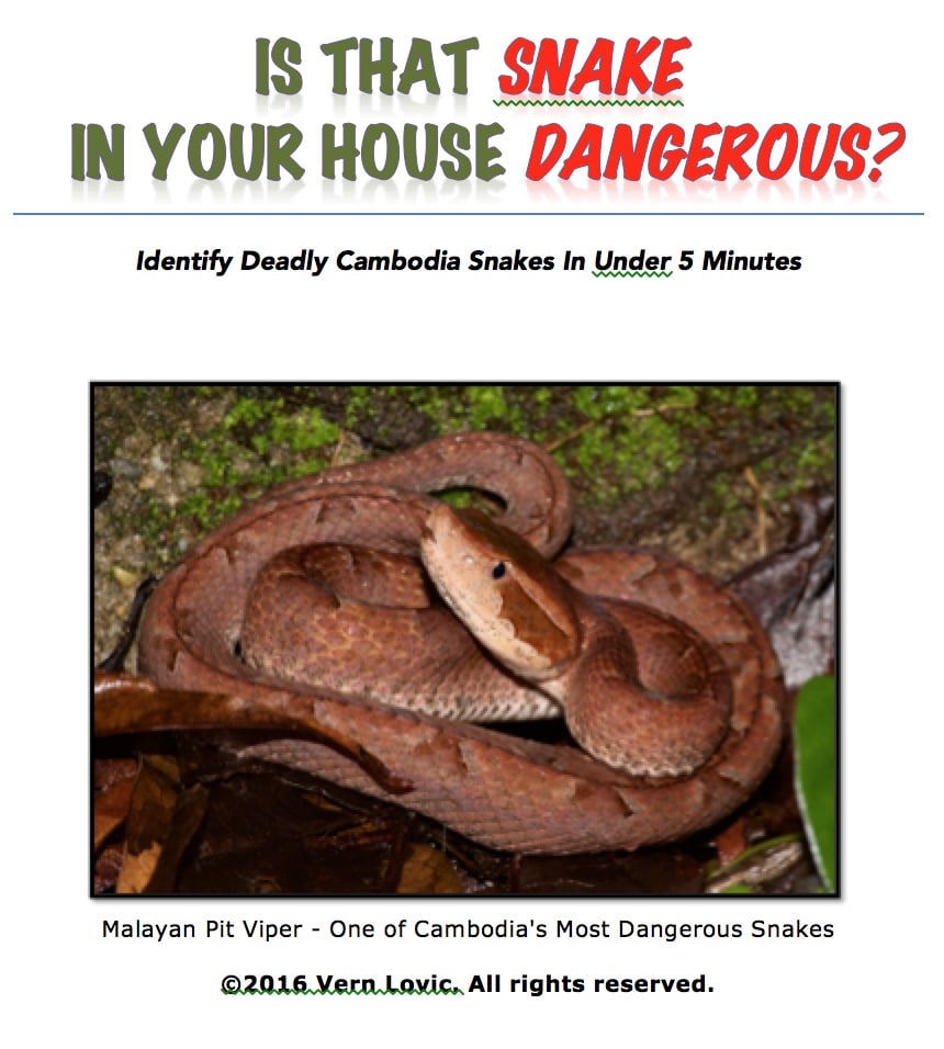 Cambodia Deadly Snakes Identification, First Aid Instructions