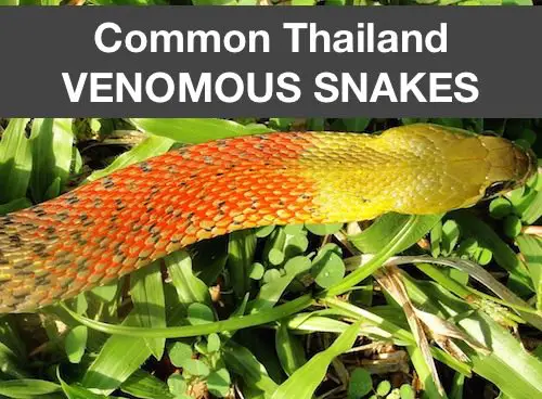 Category - Thailand Common Venomous Snakes Section