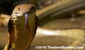 King Cobra's forked tongue is purple, red, and black.