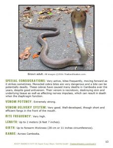 Monocled Cobra - adult. Potentially deadly bites, necrotoxic and neurotoxic venom makes this snake especially dangerous. One of Thailand's most dangerous snakes.