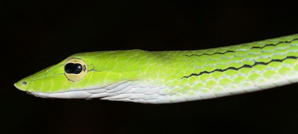 The oriental whip snake - Ahaetulla prasina is a brilliant green snake found in Southeast Asia.