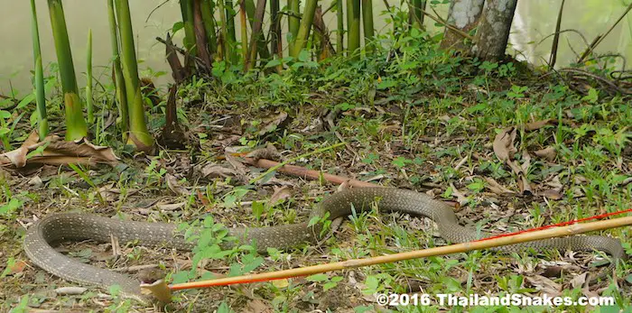 King cobra caught with bamboo rope noose in Thailand.