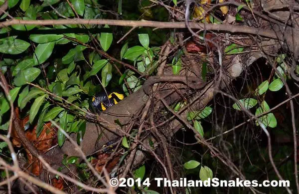 Mangrove cat-eyed snake in trees near ponds in Krabi, Thailand.