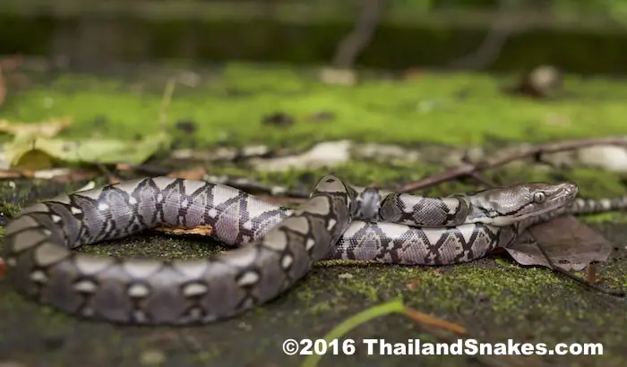 Juvenile Reticulated Python has the potential to become the largest (longest) snake in the entire world.