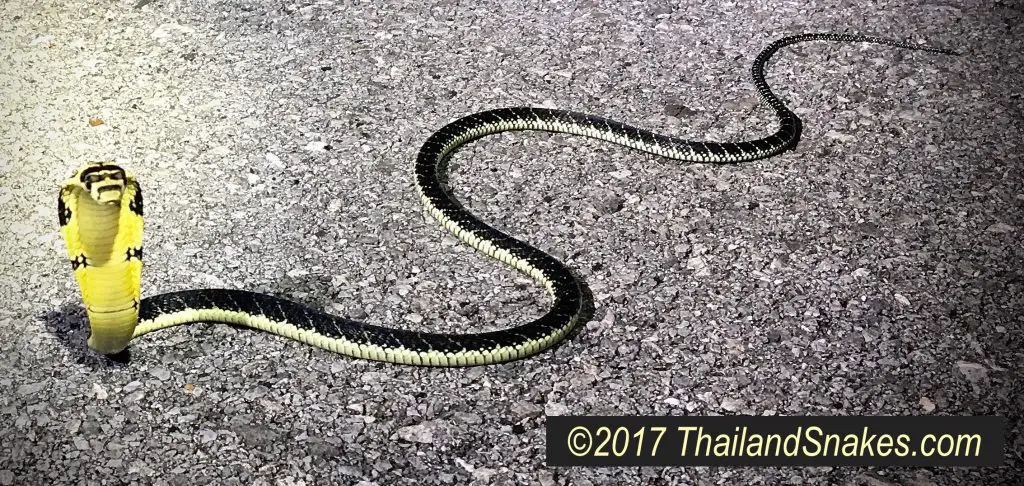 King cobra juvenile - hatchling snake full body shot.