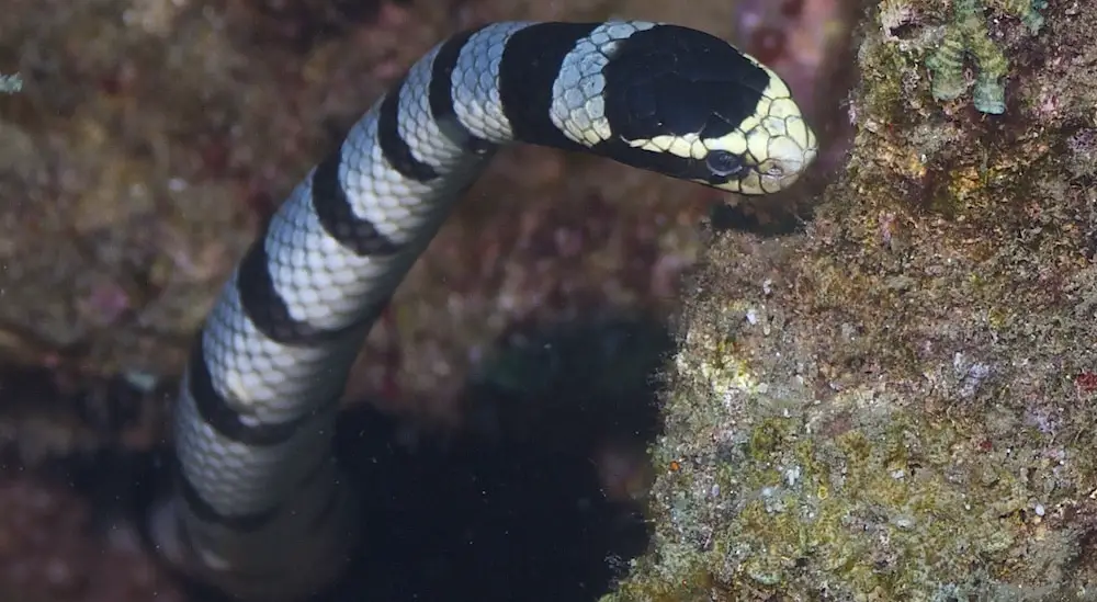 perons sea snake