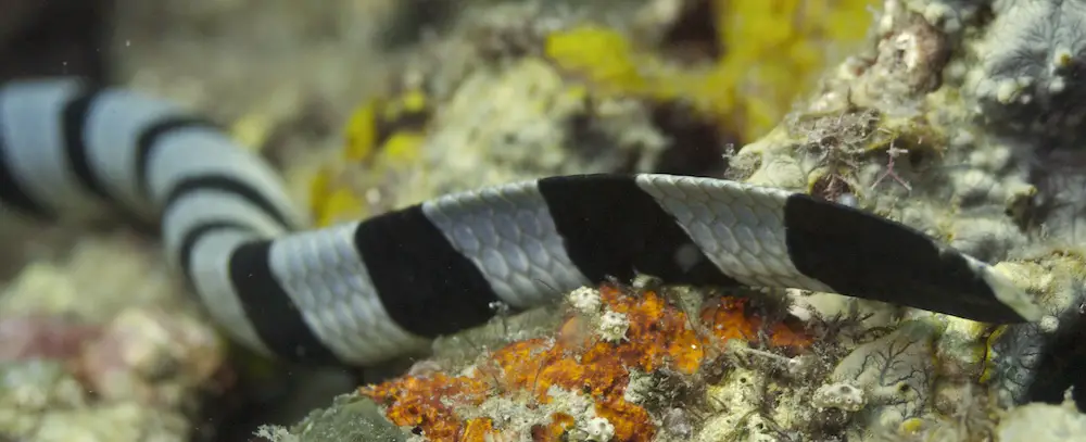 Paddle tail of the yellow-lipped sea krait helps it move quickly through water. (Laticauda colubrina)